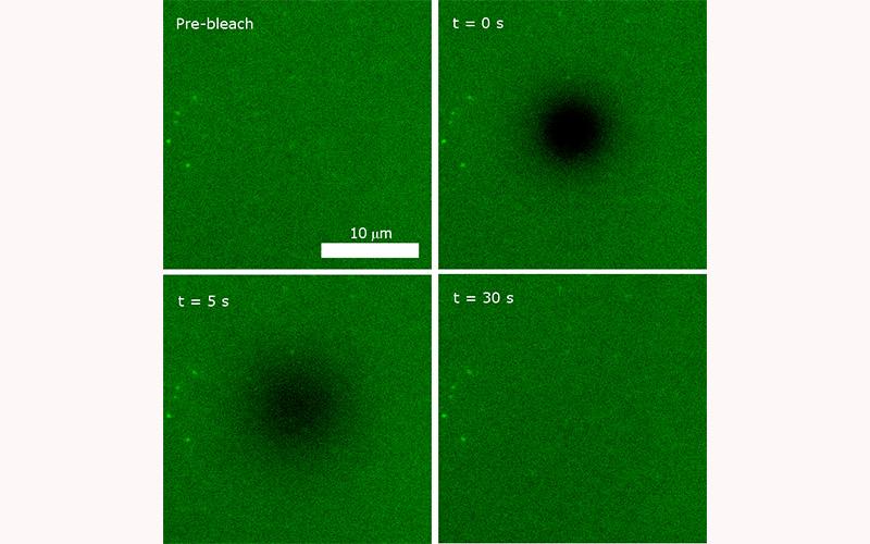 We make extensive use of fluorescence recovery after photobleaching (FRAP) to measure the diffusive properties of lipids and proteins in membranes. 